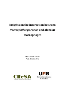 Insights on the interaction between  macrophages  Haemophilus parasuis  