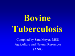 Bovine Tuberculosis Compiled by Sara Moyer, MSU Agriculture and Natural Resources