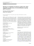 Pseudomonas putida in the wheat Detection of recombinant