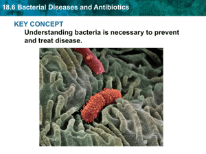 18.6 Bacterial Diseases and Antibiotics  KEY CONCEPT