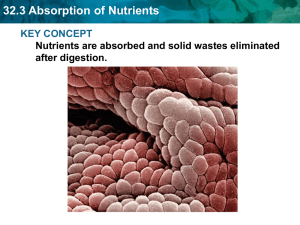 32.3 Absorption of Nutrients KEY CONCEPT after digestion.
