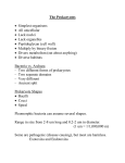 The Prokaryotes  Simplest organisms All unicellular