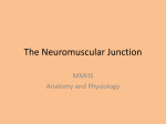 The Neuromuscular Junction MMHS Anatomy and Physiology