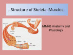 Structure of Skeletal Muscles MMHS Anatomy and Physiology