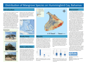 Distribution of Mangrove Species on Hummingbird Cay, Bahamas Introduction