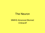 The Neuron MMHS Advanced Biomed Chitraroff