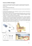 Sistema CARINA Otologics