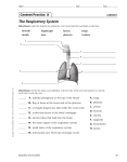 The Respiratory System Content Practice  A LESSON 1