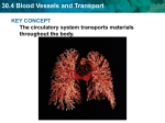 30.4 Blood Vessels and Transport KEY CONCEPT The circulatory system transports materials