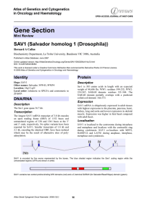 Gene Section SAV1 (Salvador homolog 1 (Drosophila)) Atlas of Genetics and Cytogenetics