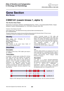 Gene Section CSNK1A1 (casein kinase 1, alpha 1) in Oncology and Haematology
