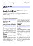 Gene Section MAPKAPK2 (mitogen-activated protein kinase- activated protein kinase 2)