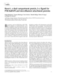 JCB Raver1, a dual compartment protein, is a ligand for