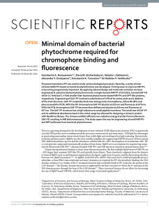 Minimal domain of bacterial phytochrome required for chromophore binding and fluorescence