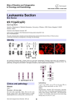 Leukaemia Section t(9;11)(p22;q23) Atlas of Genetics and Cytogenetics in Oncology and Haematology