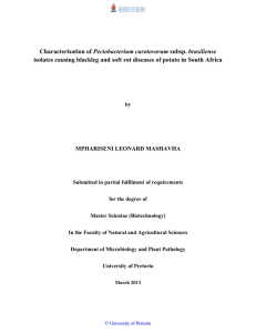 Pectobacterium isolates causing blackleg and soft rot diseases of potato in... MPHARISENI LEONARD MASHAVHA