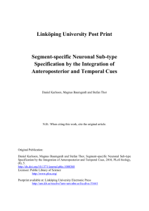 Linköping University Post Print Segment-specific Neuronal Sub-type Specification by the Integration of