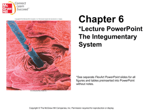 Chapter 6 *Lecture PowerPoint The Integumentary System