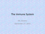 The Immune System Mr. Alvarez December 17, 2013