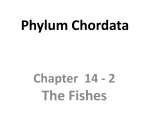 Phylum Chordata The Fishes Chapter  14 - 2