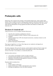 cells\resources\worksheet prokaryotes info and qs