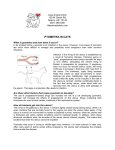 Pyometra - Liles Animal Clinic