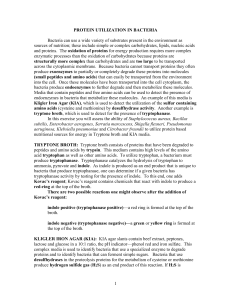 Protein Utilization in Bacteria