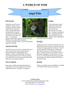 care sheet for angel fish