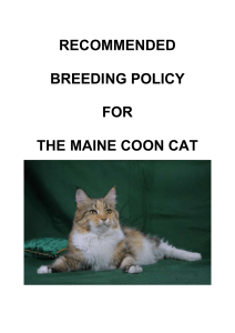 asian breeding policy - Maine Coon Breed Society