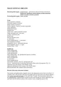 male genital organs