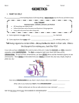 Name: Date: Period: GENETICS WHAT IS A CELL? A is the building