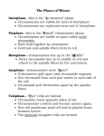 Mitosis Phases - Southington Public Schools