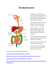 The Digestive system