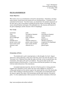 Orientation of Pelvis