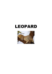Research Pack – Leopard