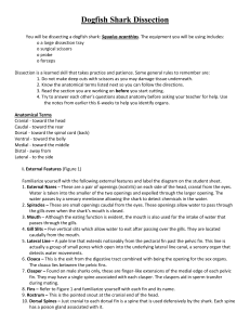 Dogfish Shark Dissection You will be dissecting a dogfish shark
