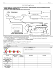 Worksheet - Humble ISD