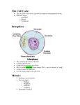 The Cell Cycle: