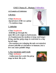 UNIT 5 Notes #3 – Phylum CNIDARIA - Mr. Lesiuk