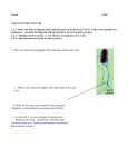 Cell Structure answers