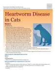 heartworm_disease_in_cats
