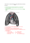 Cardiovascular 1b – Heart and Circulation