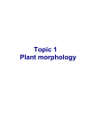 Topic 1 Plant morphology