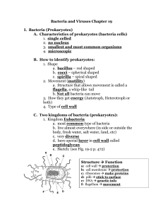 Notes: Bacteria and Viruses