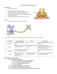 Nervous System/Special Senses Review