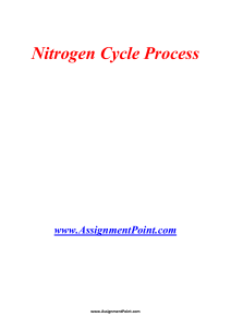 Nitrogen Cycle Process www.AssignmentPoint.com The nitrogen