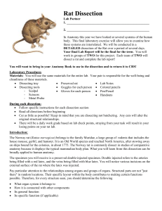 Rat External Anatomy