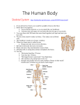 The Human Body