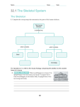 Skeletal, Muscular, and Integumentary System Comaprisons