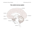 The central nervous system